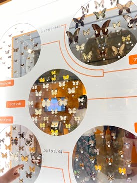 特別展「昆虫 MANIAC」（国立科学博物館）に投稿された画像（2024/7/30）