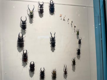 特別展「昆虫 MANIAC」（国立科学博物館）に投稿された画像（2024/7/30）