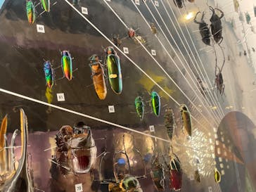 特別展「昆虫 MANIAC」（国立科学博物館）に投稿された画像（2024/7/30）