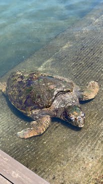串本海中公園水族館に投稿された画像（2024/7/30）