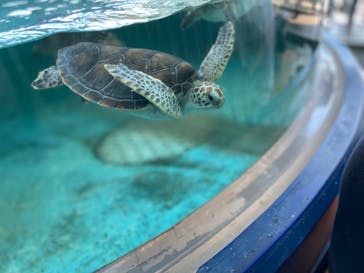 串本海中公園水族館に投稿された画像（2024/7/30）
