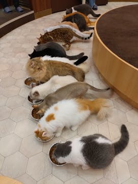 猫カフェモカ イオンモール大日店に投稿された画像（2024/7/30）