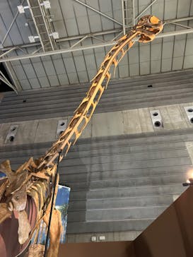 巨大恐竜展2024に投稿された画像（2024/7/30）