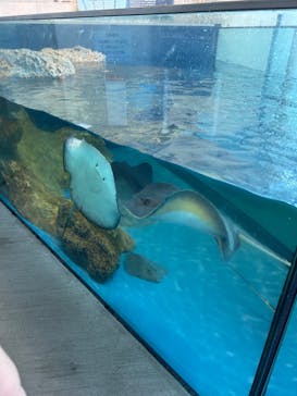 大分マリーンパレス水族館 「うみたまご」に投稿された画像（2024/7/30）