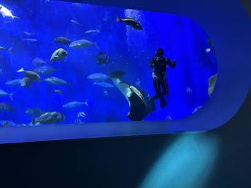 大分マリーンパレス水族館 「うみたまご」に投稿された画像（2024/7/30）
