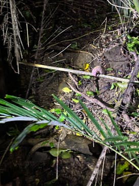 西表島 ADVENTURE PiPi（アドベンチャーピピ）に投稿された画像（2024/7/30）