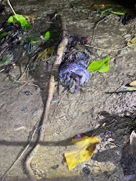 西表島 ADVENTURE PiPi（アドベンチャーピピ）に投稿された画像（2024/7/30）