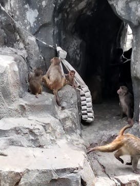 東武動物公園に投稿された画像（2024/7/30）