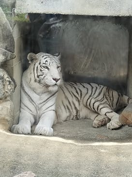 東武動物公園に投稿された画像（2024/7/30）