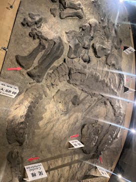 福井県立恐竜博物館に投稿された画像（2024/7/30）
