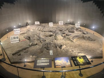 福井県立恐竜博物館に投稿された画像（2024/7/30）