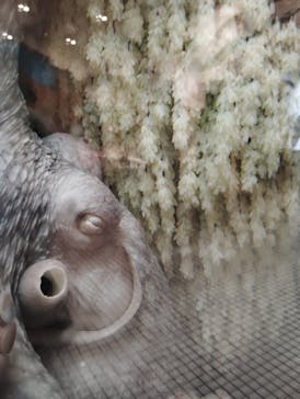 越前松島水族館に投稿された画像（2024/7/30）