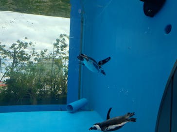 サンシャイン水族館に投稿された画像（2024/7/30）