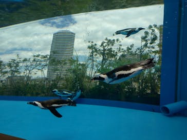 サンシャイン水族館に投稿された画像（2024/7/30）