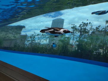 サンシャイン水族館に投稿された画像（2024/7/30）