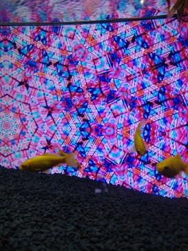 NARA KINGYO MUSEUMに投稿された画像（2024/7/30）