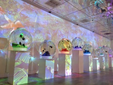 NARA KINGYO MUSEUMに投稿された画像（2024/7/30）