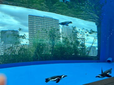 サンシャイン水族館に投稿された画像（2024/7/30）
