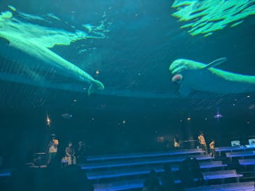 島根県立 しまね海洋館に投稿された画像（2024/7/30）