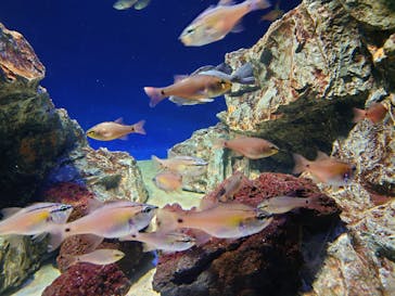 サンシャイン水族館に投稿された画像（2024/7/30）