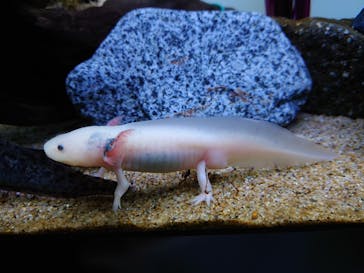 サンシャイン水族館に投稿された画像（2024/7/30）