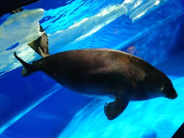 サンシャイン水族館に投稿された画像（2024/7/30）
