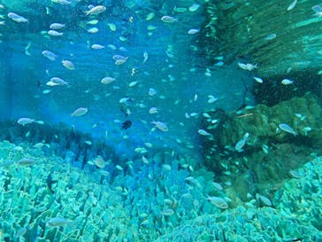 サンシャイン水族館に投稿された画像（2024/7/30）