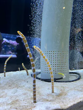 すみだ水族館に投稿された画像（2024/7/30）