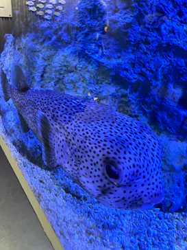 すみだ水族館に投稿された画像（2024/7/30）