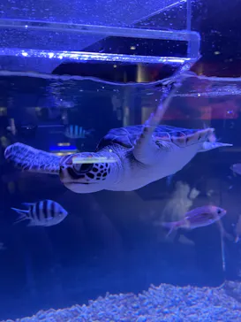 すみだ水族館に投稿された画像（2024/7/30）