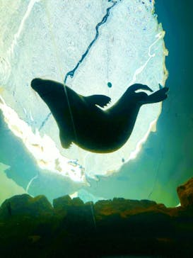 しながわ水族館に投稿された画像（2024/7/30）