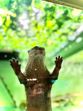 しながわ水族館に投稿された画像（2024/7/30）