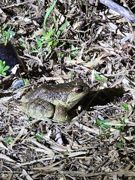 奄美バギー＆ナイトウォッチングガイドサービスに投稿された画像（2024/7/30）