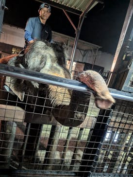 那須サファリパークに投稿された画像（2024/7/30）