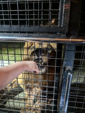 那須サファリパークに投稿された画像（2024/7/30）