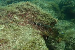 ステイドリームに投稿された画像（2024/7/30）