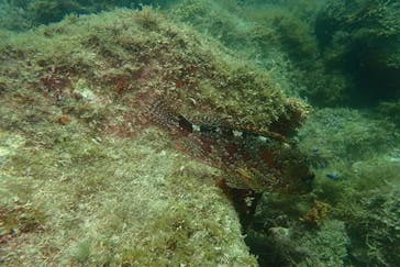 ステイドリームに投稿された画像（2024/7/30）