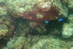 ステイドリームに投稿された画像（2024/7/30）