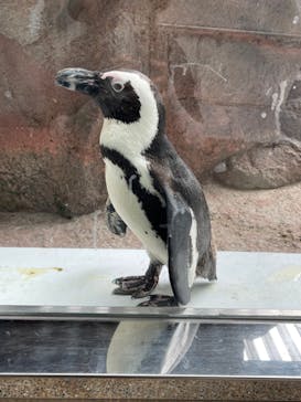 京都水族館に投稿された画像（2024/7/30）