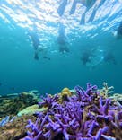 西表島 ADVENTURE PiPi（アドベンチャーピピ）に投稿された画像（2024/7/30）