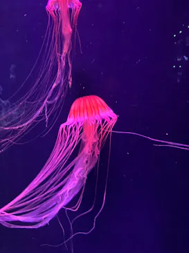 すみだ水族館に投稿された画像（2024/7/30）