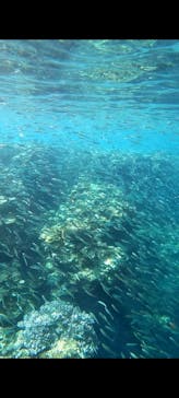 武藤潜水に投稿された画像（2024/7/30）