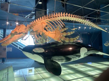 名古屋港水族館に投稿された画像（2024/7/30）