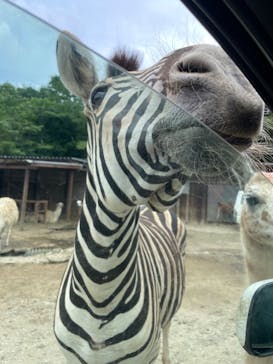 東北サファリパークに投稿された画像（2024/7/30）