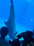 名古屋港水族館に投稿された画像（2024/7/31）