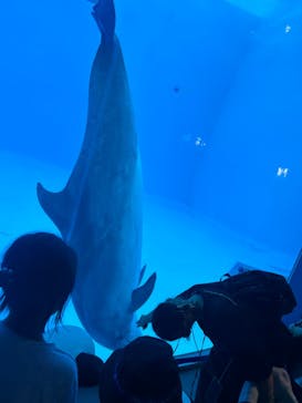 名古屋港水族館に投稿された画像（2024/7/31）