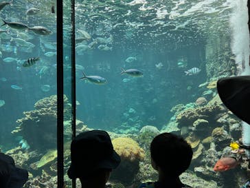 串本海中公園水族館に投稿された画像（2024/7/31）