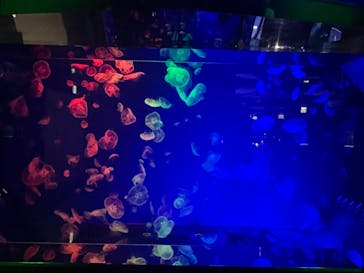 名古屋港水族館に投稿された画像（2024/7/31）