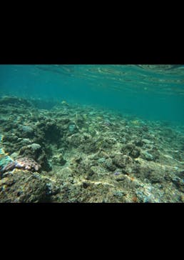 武藤潜水に投稿された画像（2024/7/31）