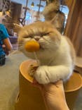 猫カフェモカ　池袋本店に投稿された画像（2024/7/31）